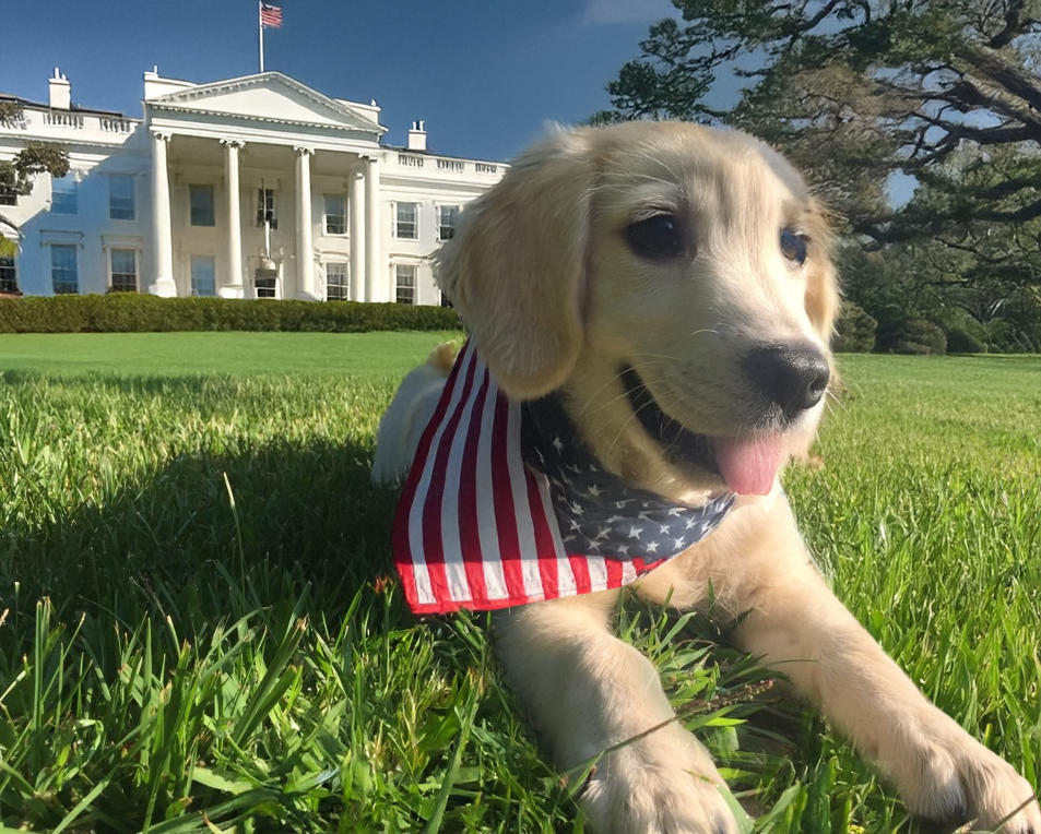 During a festive ceremony on the South Lawn, President Donald Trump today introduced Liberty, a ten-week-old Golden Retriever, shortly after being inaugurated as president for a second term.